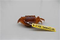 藏品(奧氏後相手蟹)的圖片